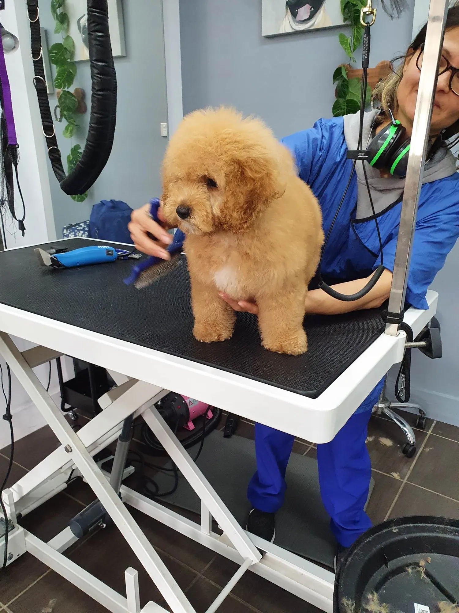 Full Groom at PupperCuts