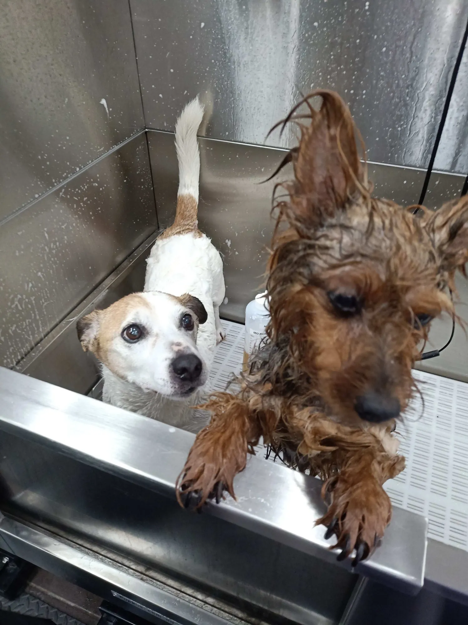 Dog being groomed at PupperCuts