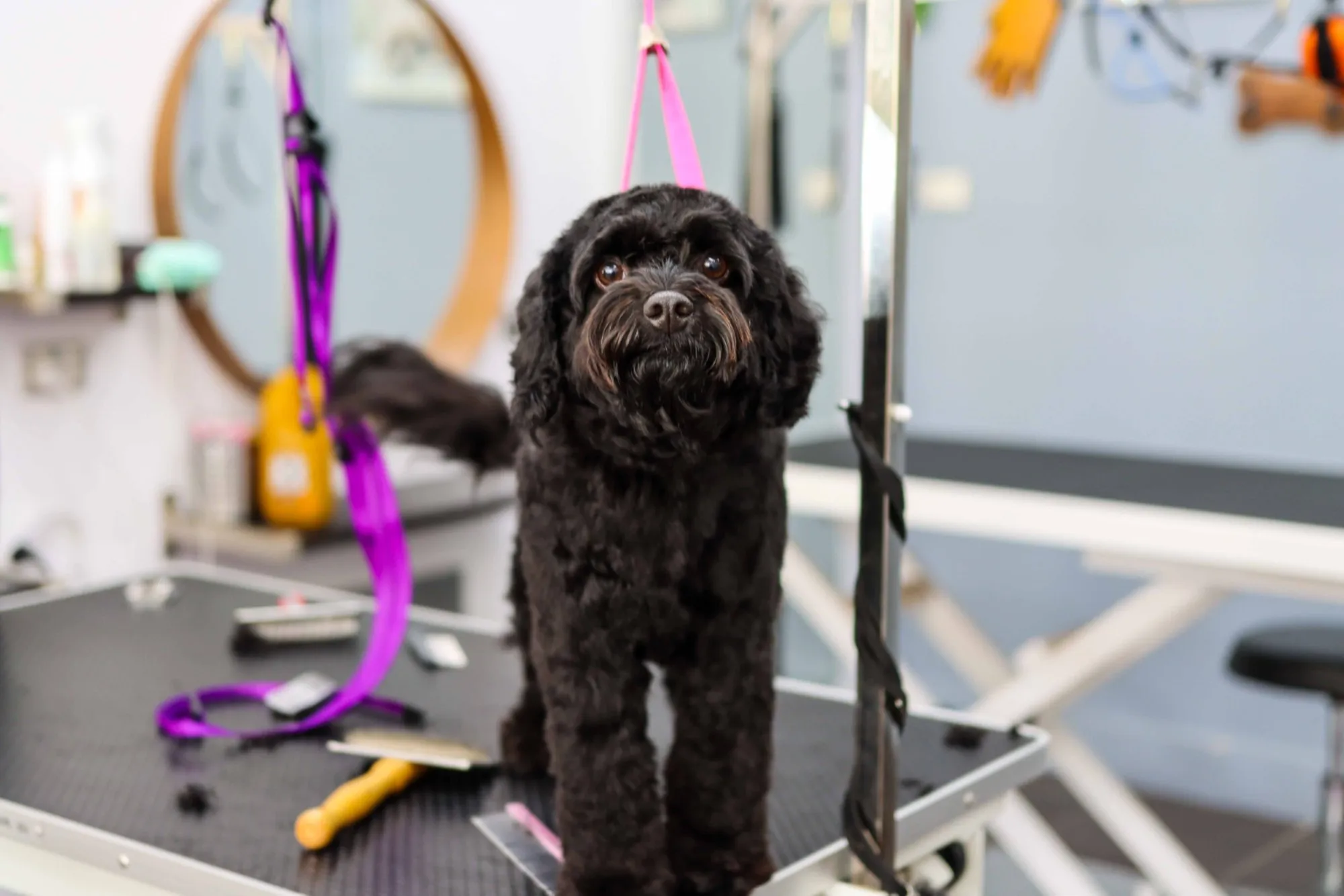 Black cavoodle after a style groom