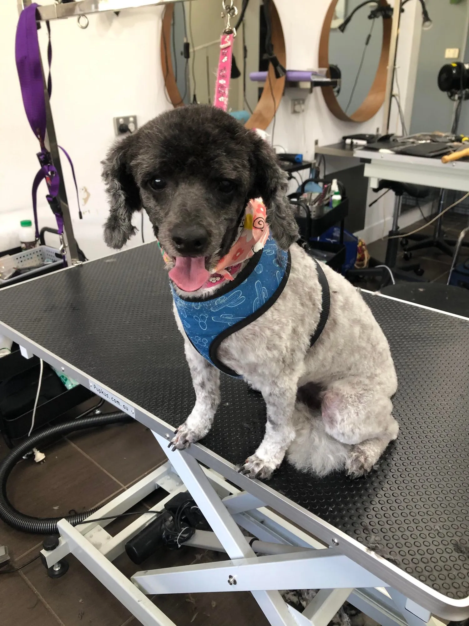 Black poodle after a full groom