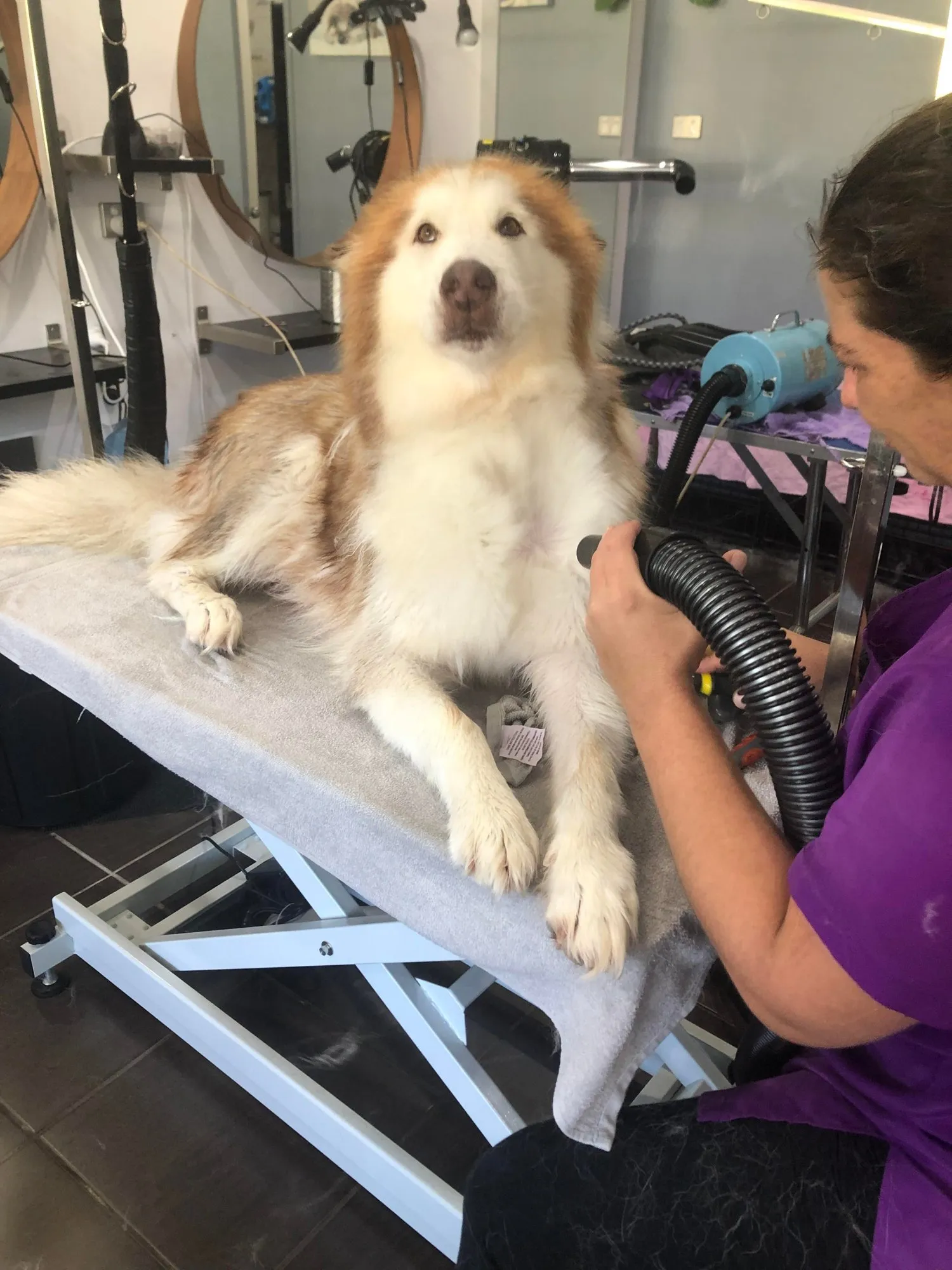 PupperCuts groomer blow drying a fluffy dog