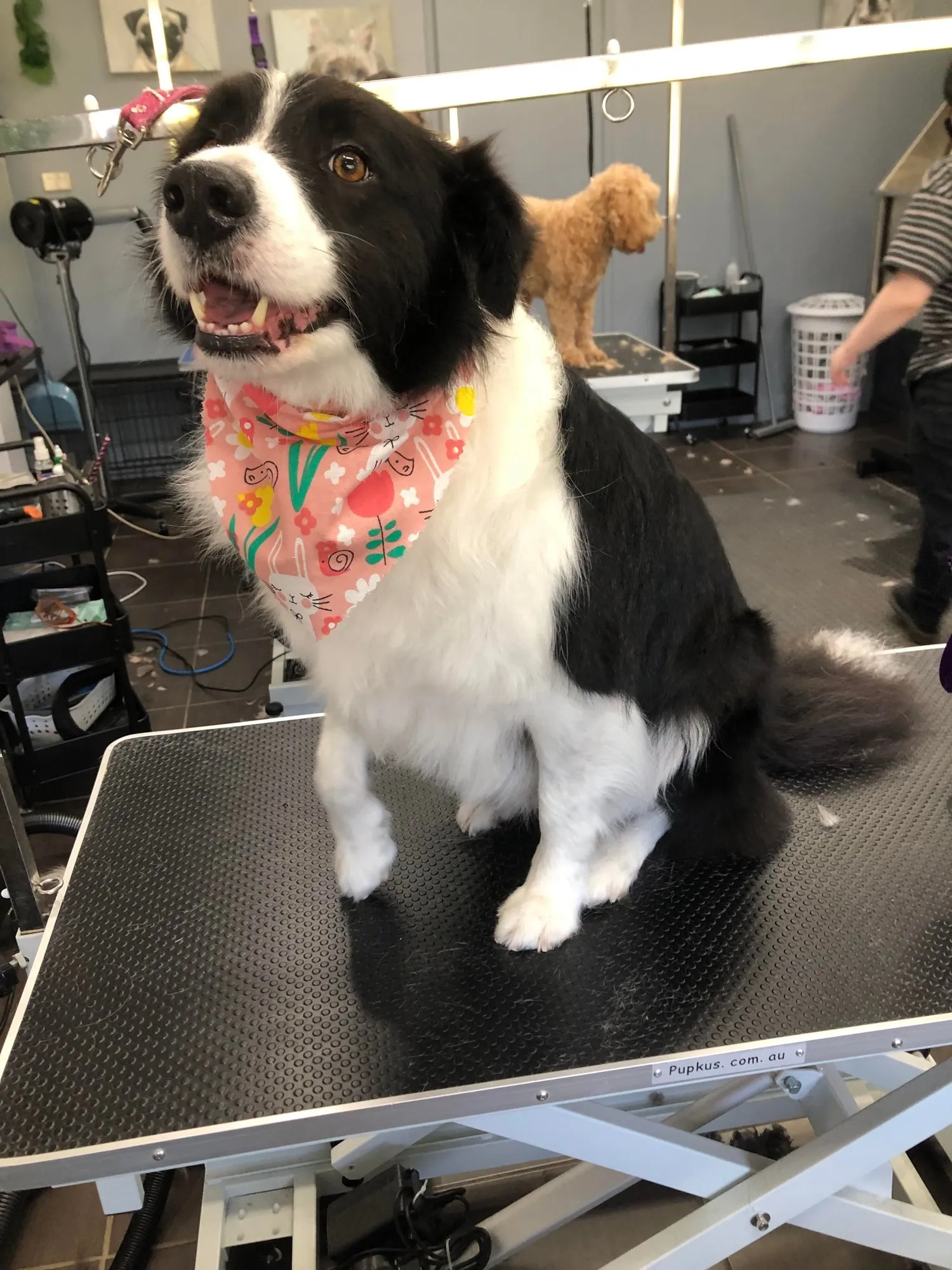 Border collie in a floral bandana after a groom