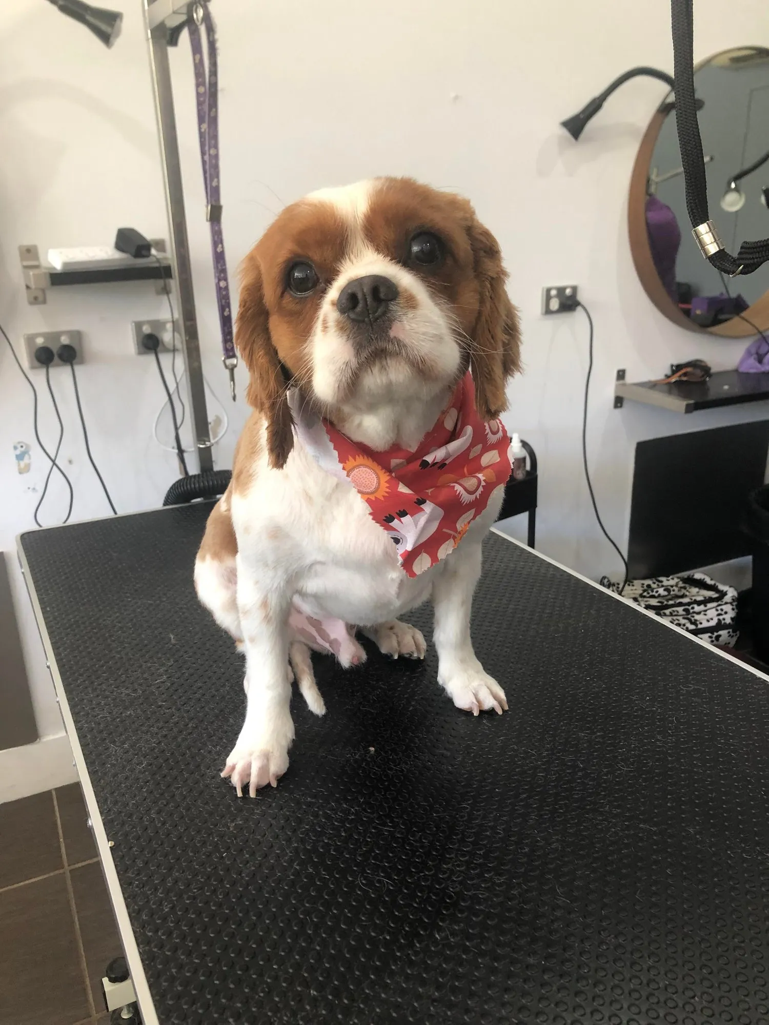 Cavalier spaniel after a groom at PupperCuts
