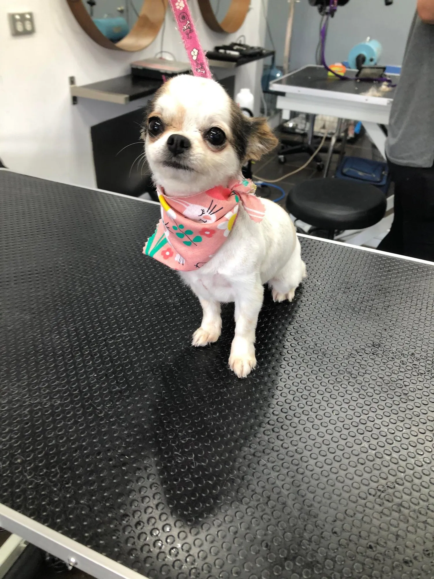 Mini Groom at PupperCuts