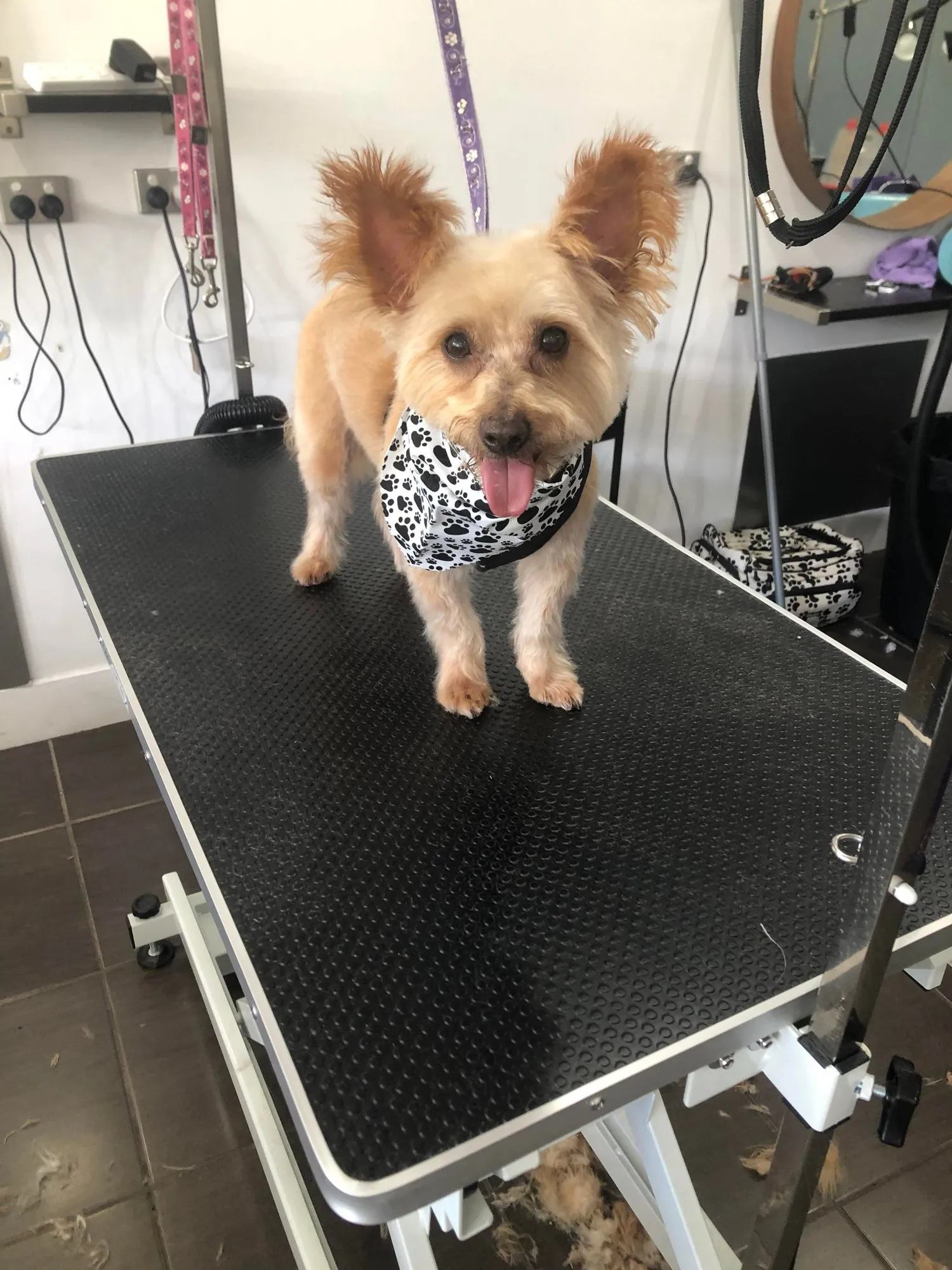 Freshly groomed fluffy dog in a bandana