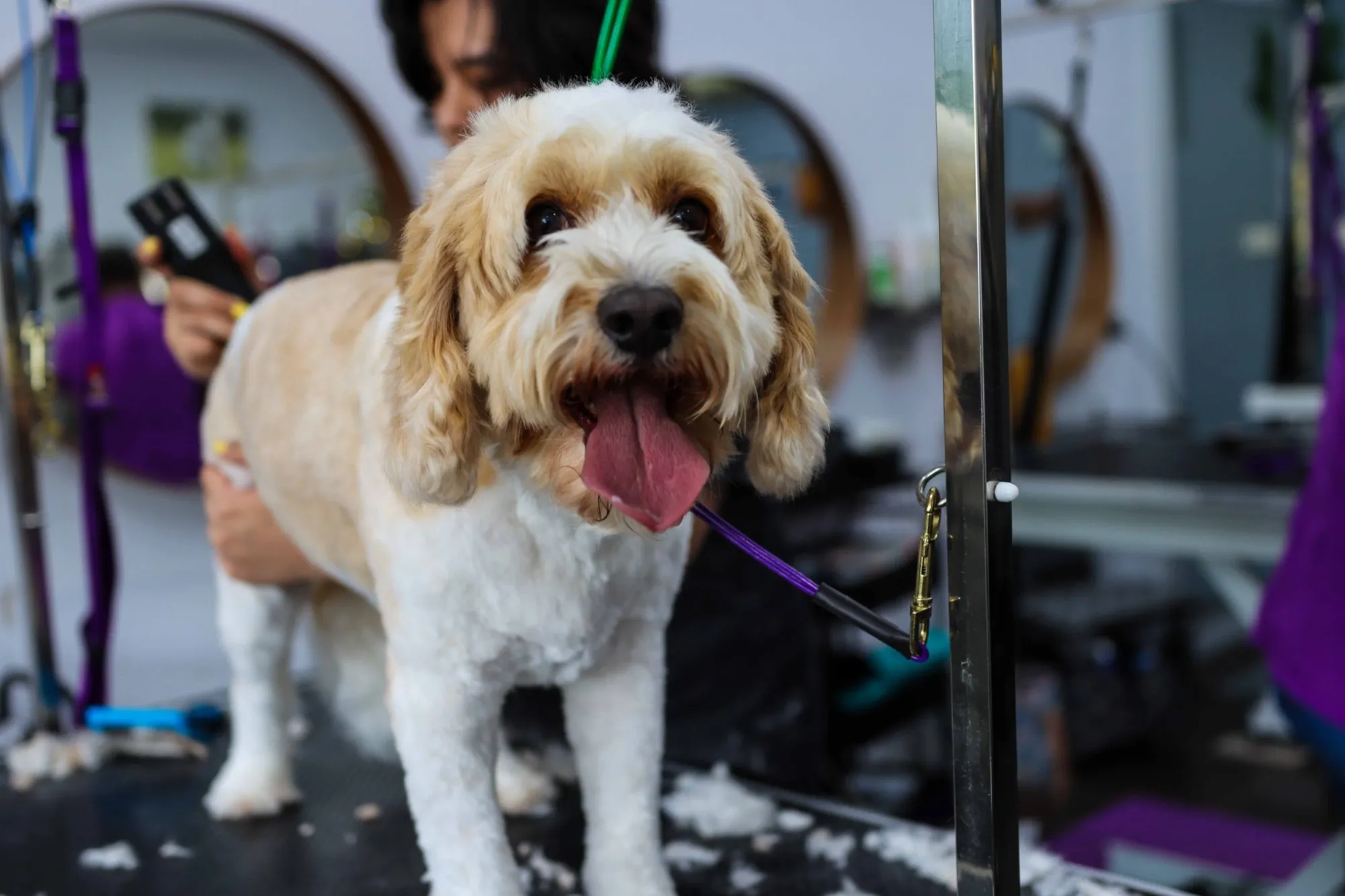 Groodle getting a face tidy on the grooming table