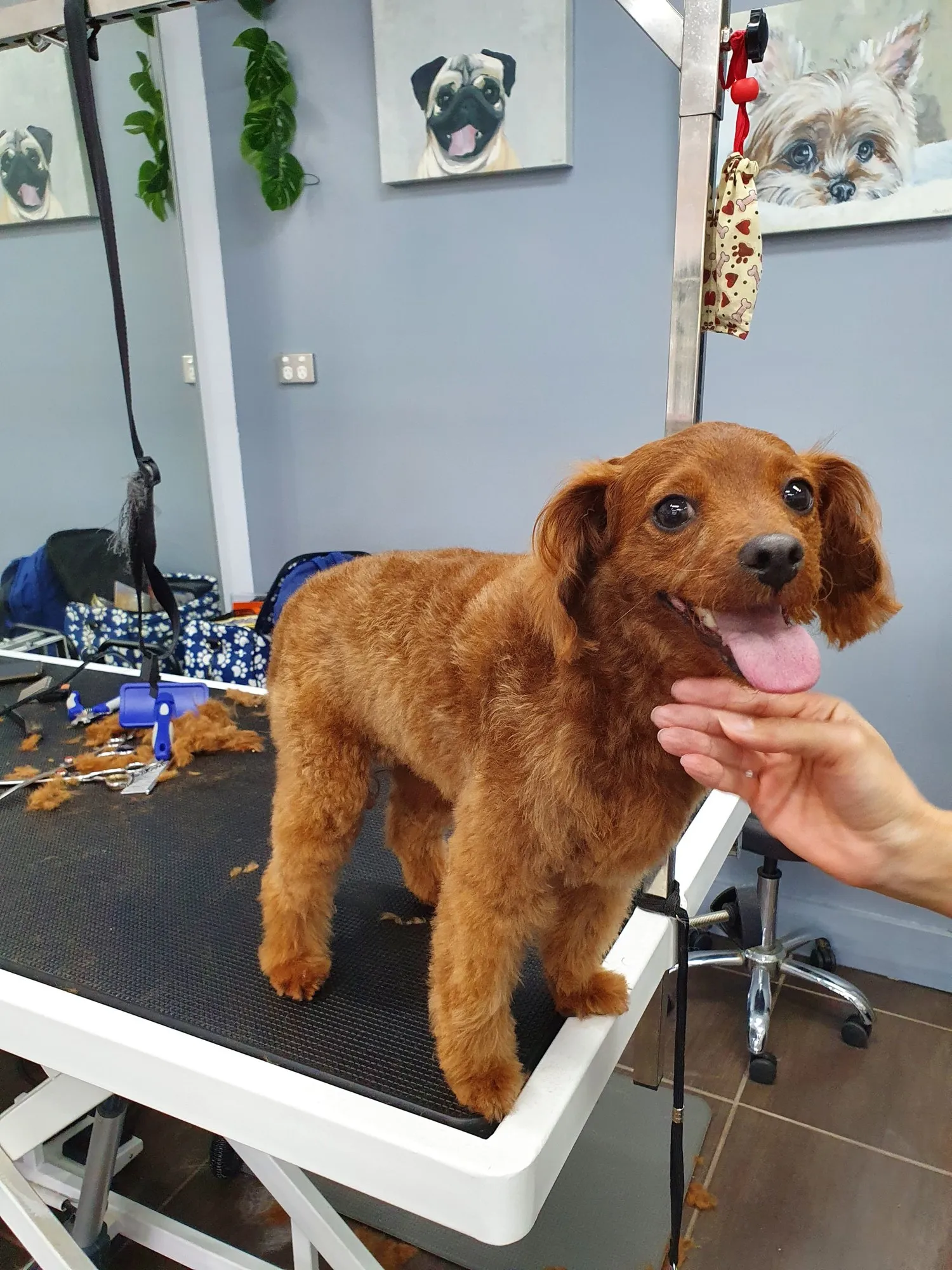 Style Groom at PupperCuts