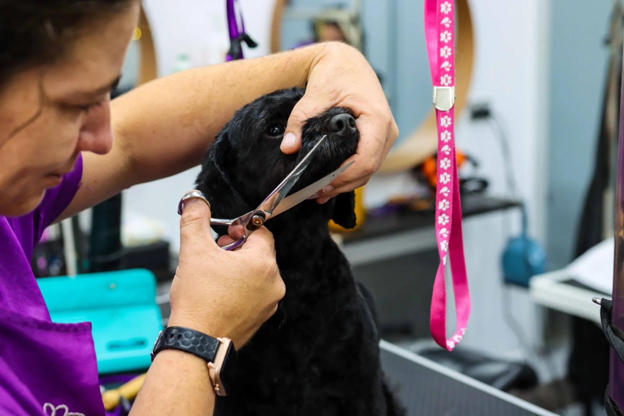 Close-up of hand scissoring a black poodle