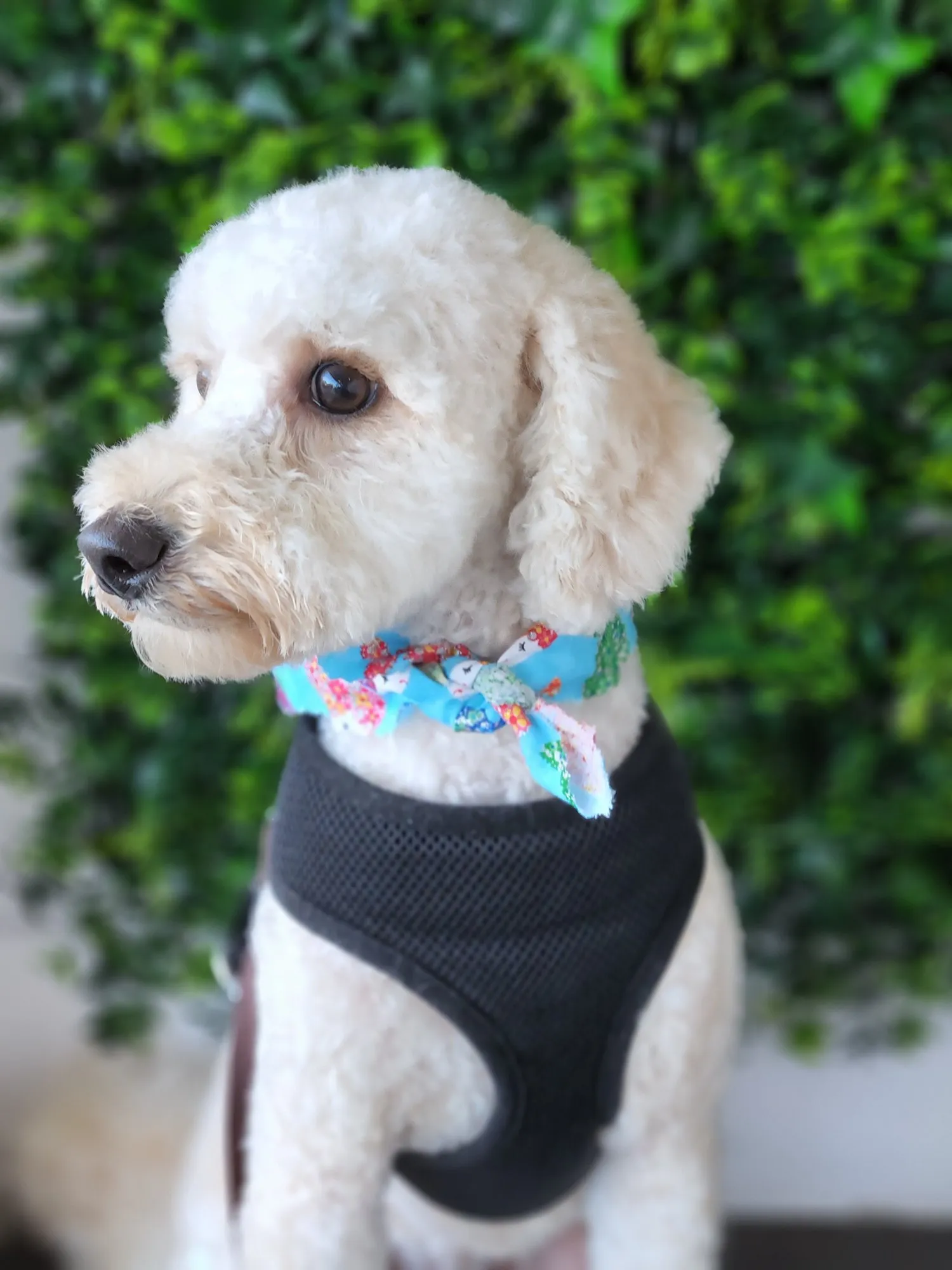 White poodle cross in a bandana