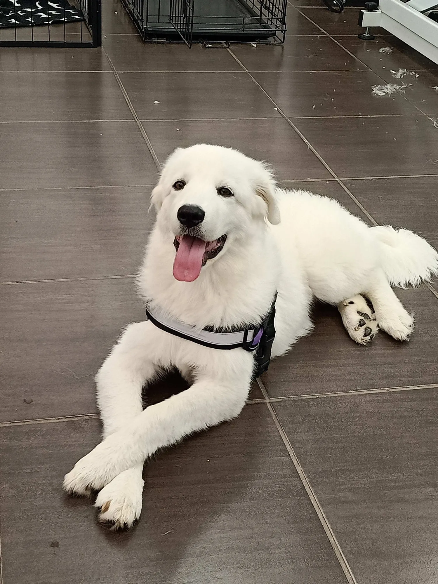Fluffy white maremma relaxing after a bath